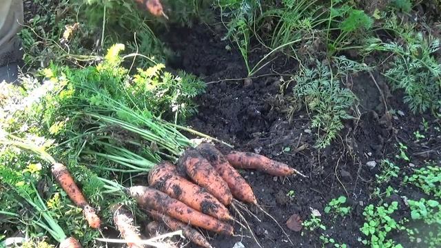 Супер урожай моркови! Уборка моркови. Новый метод очистки. смотреть онлайн