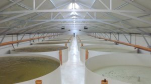 Что НЕОБХОДИМО ЗНАТЬ о выращивании ОСЕТРА НА ИКРУ? | Разведение рыбы как БИЗНЕС