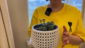 В гостях у подписчицы Анны. Москва | Радуга из каланхое, орхидеи, суккуленты и другие питомцы