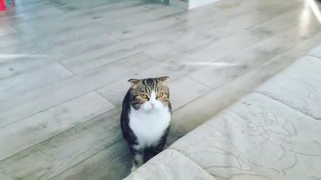 Котик не любит ,когда я пою)) смотреть онлайн