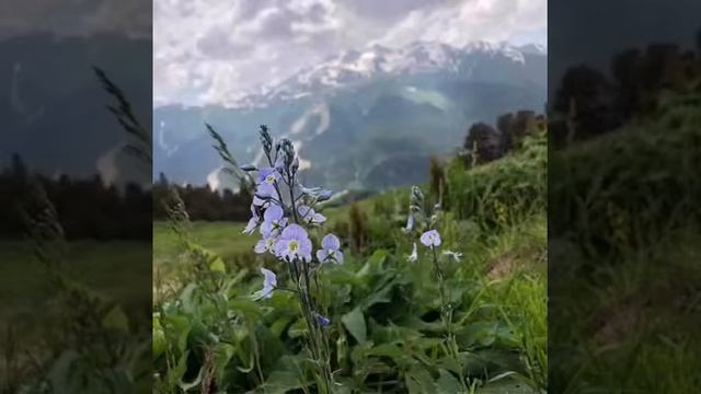 Йога-тур в Архызе смотреть онлайн