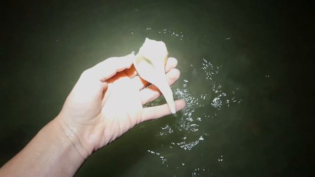 Successful Florida Shelling at low tide! смотреть онлайн