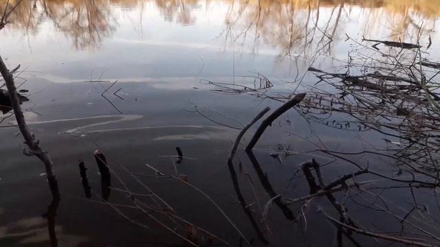 Охота на бобра капканами и приманка J.Yucon "Beaver Creek" (Канада) часть 2 смотреть онлайн