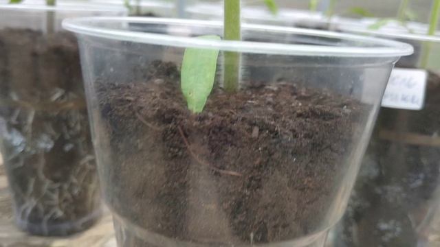 Рассада томатов в теплице. Опасно оставлять в закрытой  наглухо теплице рассаду томатов?