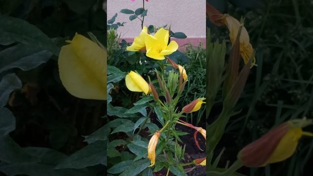 РАСКРЫВАЕТСЯ ЭНОТЕРА В РЕАЛЬНОМ ВРЕМЕНИ. смотреть онлайн