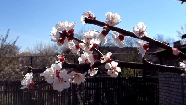 ДАЧНЫЙ УЧАСТОК ? Мой приусадебный участок весной смотреть онлайн