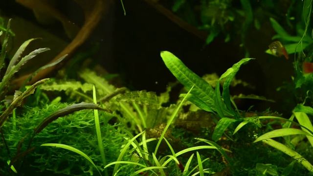 криптокорины и апоногетоны, аквариумные рыбки смотреть онлайн