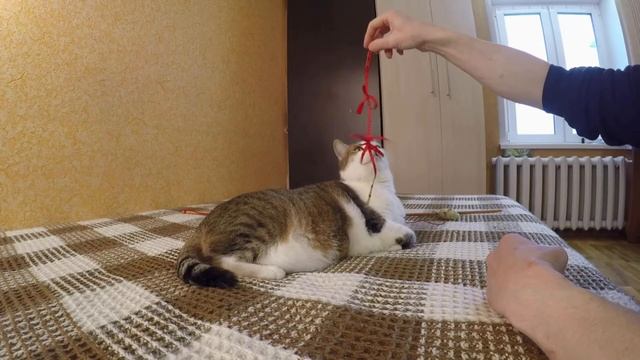 Стильный бантик ? на шею кошки своими руками.Такая мелочь, а глазу приятно и котик,как фотомодель)) смотреть онлайн