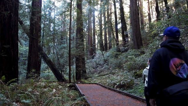 A Trip To Muir Woods | San Francisco смотреть онлайн