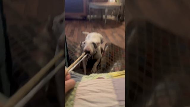 #usa #bellevue #gam #trending #tiktok #бультерьер #mini #санктпетербург #bull смотреть онлайн