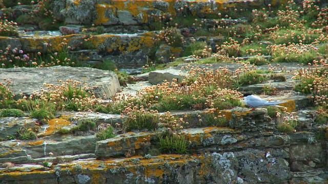 Orkney - wildlife смотреть онлайн