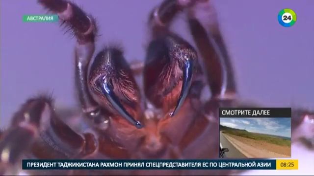 В Австралии ученые доят пауков. Эфир от 25.01.17