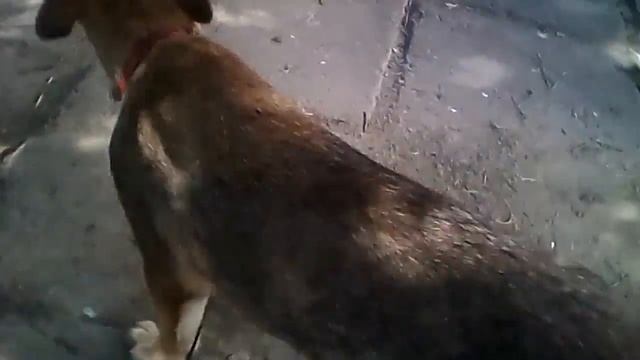 Рекс смотреть онлайн