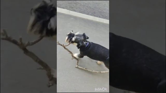 Озвучили мысли Флинта 😂😂😂 #цвергшнауцер #собакен #собака #собаки #dog #флинт #крым #puppy смотреть онлайн