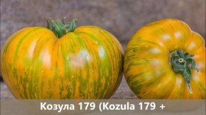 Томаты Козула (Kozula) польской селекции