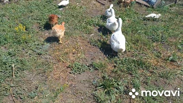 Потерянное видео. Лето. Наш птичий двор. Сколько же их было! смотреть онлайн