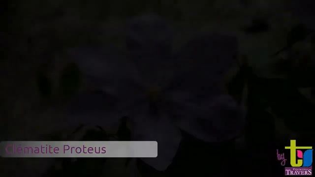 Clématite Proteus - Pépinières TRAVERS - Spécialiste des plantes grimpantes смотреть онлайн