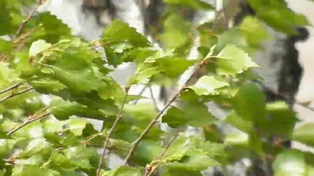 БЕРЕЗА НА ВЕТРУ смотреть онлайн