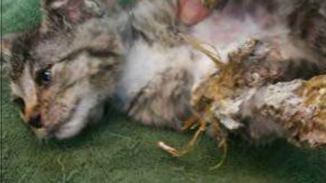 На него было невозможно смотреть без слёз! Кто-то измазал котенка строительной пеной.. смотреть онлайн