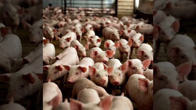 клшники всегда будут свинья и пожизненно будут жить на свинарниках смотреть онлайн