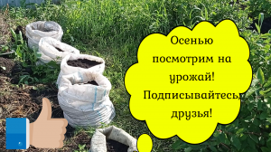 КАРТОШКА В МЕШКАХ!МОЙ СПОСОБ ПОСАДКИ!#картошка #картофель #картофельвмешках#картофель_в_мешках#