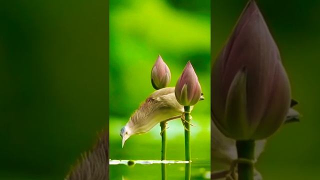 Китайская малая выпь смотреть онлайн