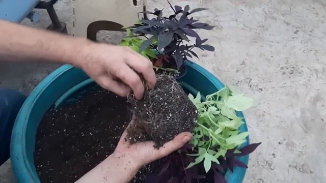 Эти цветы растут сами и быстрее чем вы думаете украшают сад цветением и своим размахом смотреть онлайн