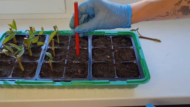 Черенкование Кустовой розы. 100% действенный способ, проверенный временем. Черенки розы смотреть онлайн