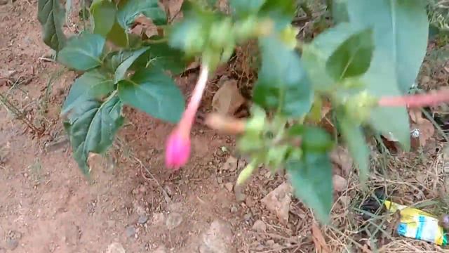 30 sec video view of 4-o'clock flower or Mirabilis jalapa - PYJR Plant Videos.mp4 смотреть онлайн