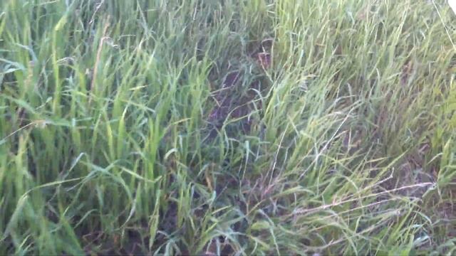 Ловля в Большом Городе