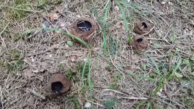 Саркосома шаровидная (Sarcosoma Globosum) 20.04.2021