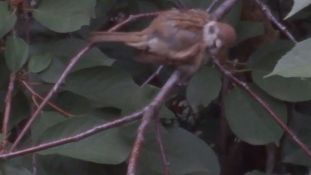 Воробей смотреть онлайн