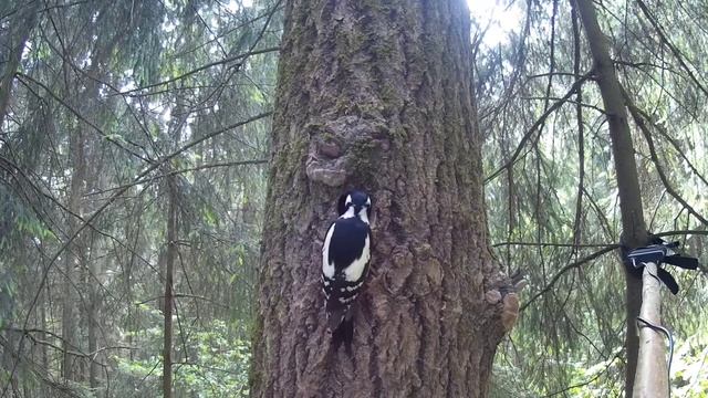 Самка большого пёстрого дятла у дупла с птенцами смотреть онлайн