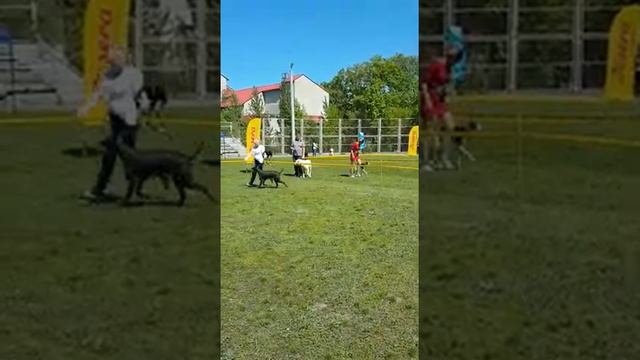 Выставка  2019 ксоло GALIANO