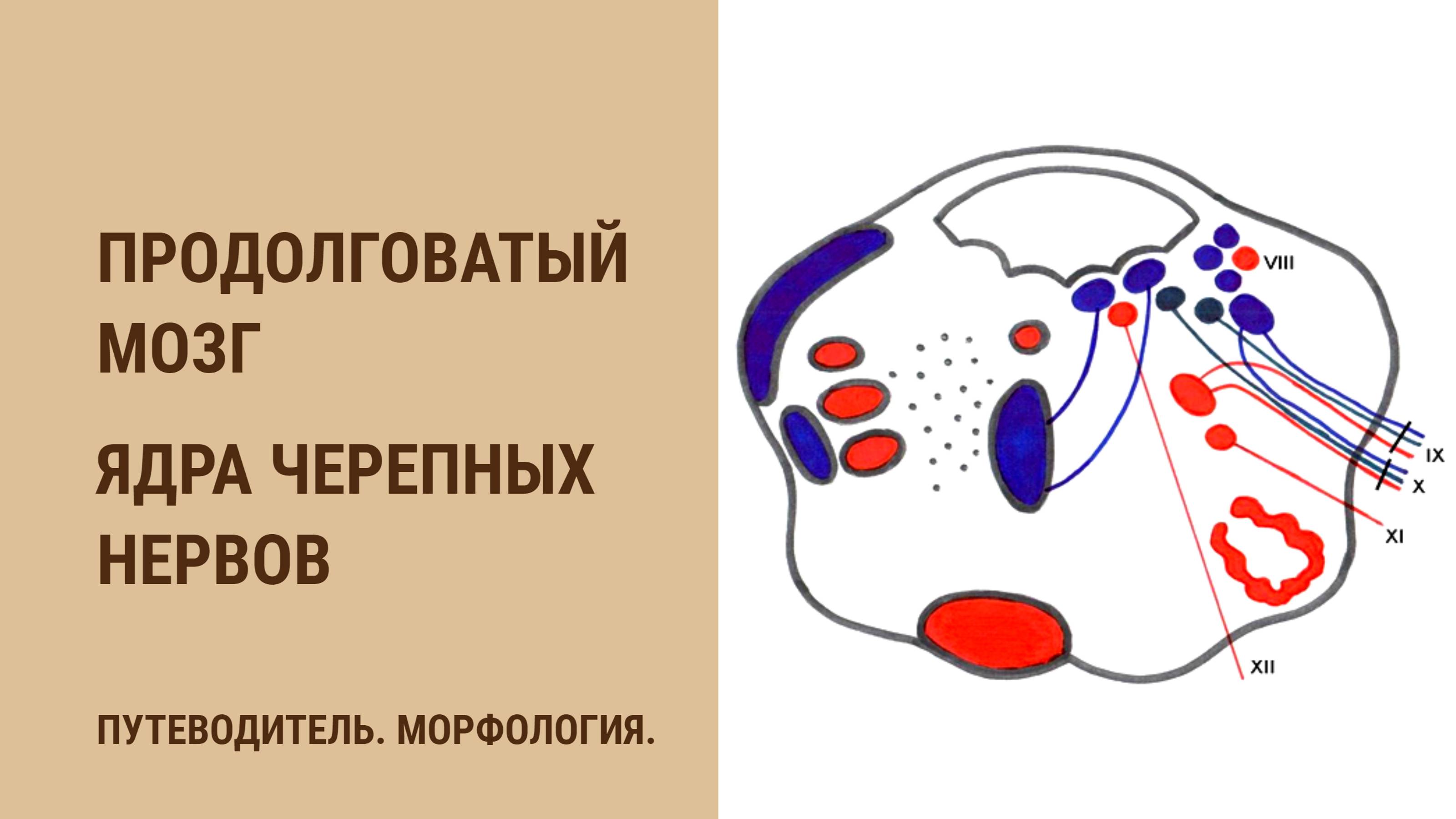 Продолговатый мозг. Ядра черепных нервов смотреть онлайн