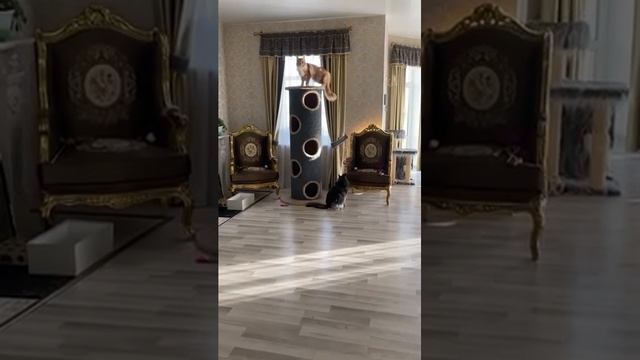 Chauzi - мебель и аксессуары любимых питомцев Когтеточка КогтеБочка Maxi смотреть онлайн