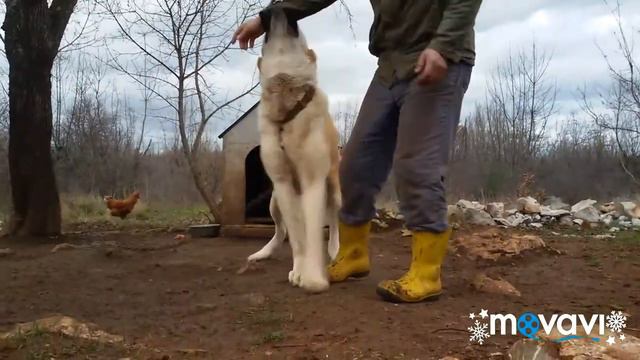 ALABAI ALABAJ CAPLJINA 100KG