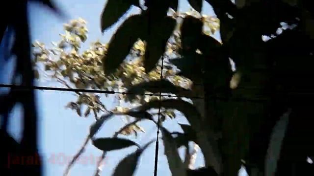 Sharp tiger edisi HUNTING PAKANSARI BOGOR west java смотреть онлайн