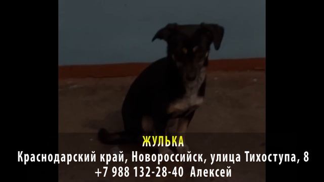 Пропала собака! ЖУЛЬКА. Краснодарский край, Новороссийск, улица Тихоступа смотреть онлайн