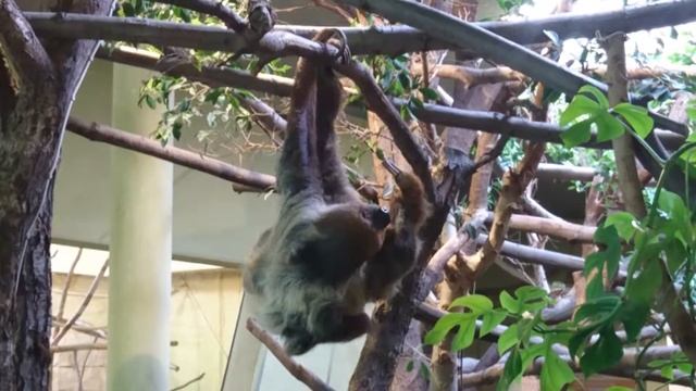 Dresden zoo смотреть онлайн