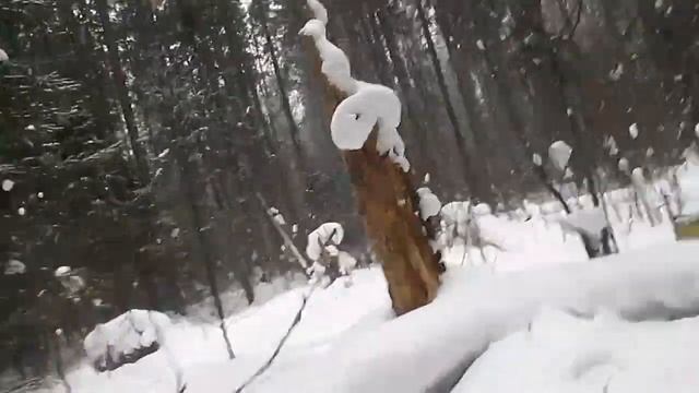 Проверка капканов на куницу,2020-2021г ,есть результат,попался заяц! смотреть онлайн