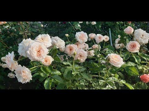 Сад на трех холмах 31-го июля смотреть онлайн