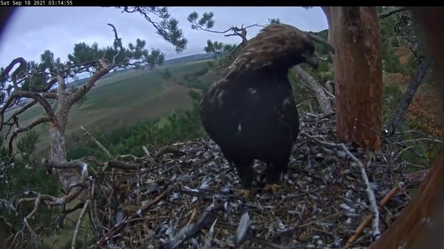 18.09.2021 6:12 Алтын приносит в гнездо большую палку. Начало ремонта гнезда перед отлетом? смотреть онлайн