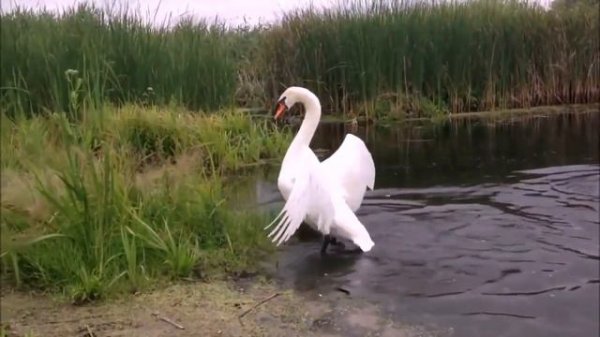 МУЗЫКА ДЛЯ ДУШИ - РОЖДЕНИЕ НОВОЙ ЖИЗНИ