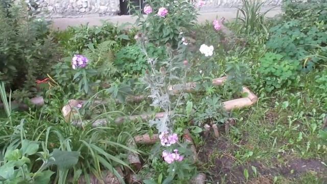 Титония во дворе. смотреть онлайн