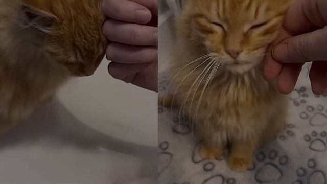 Kitten Running Away from Rescuers for 20 Days Finally Moves Indoors смотреть онлайн