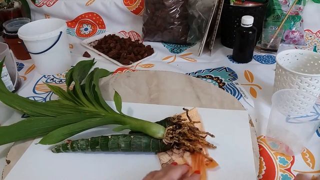 Орхидея Катасетум (Catasetum) пересадка.