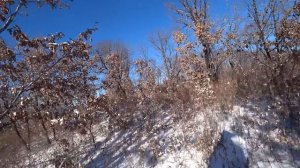 Охота на кабана с Лайками