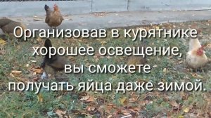 Бентамки уход и описание, из практики