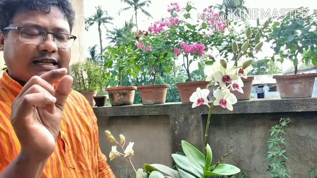 How to care for orchid plant //Bengali//Easy step for beginners смотреть онлайн
